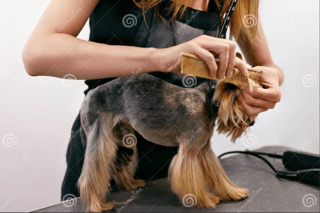 Professional Maintenance